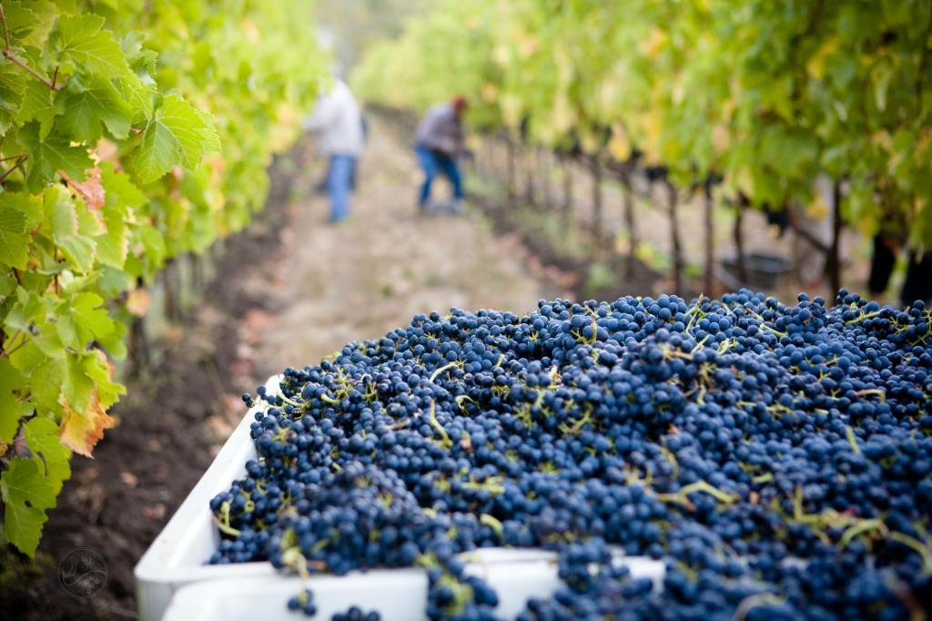 Beginner’s Guide to Buying a Vineyard