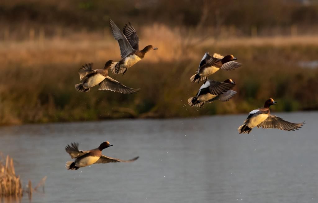 Tips For Buying Duck Hunting&nbsp;Land